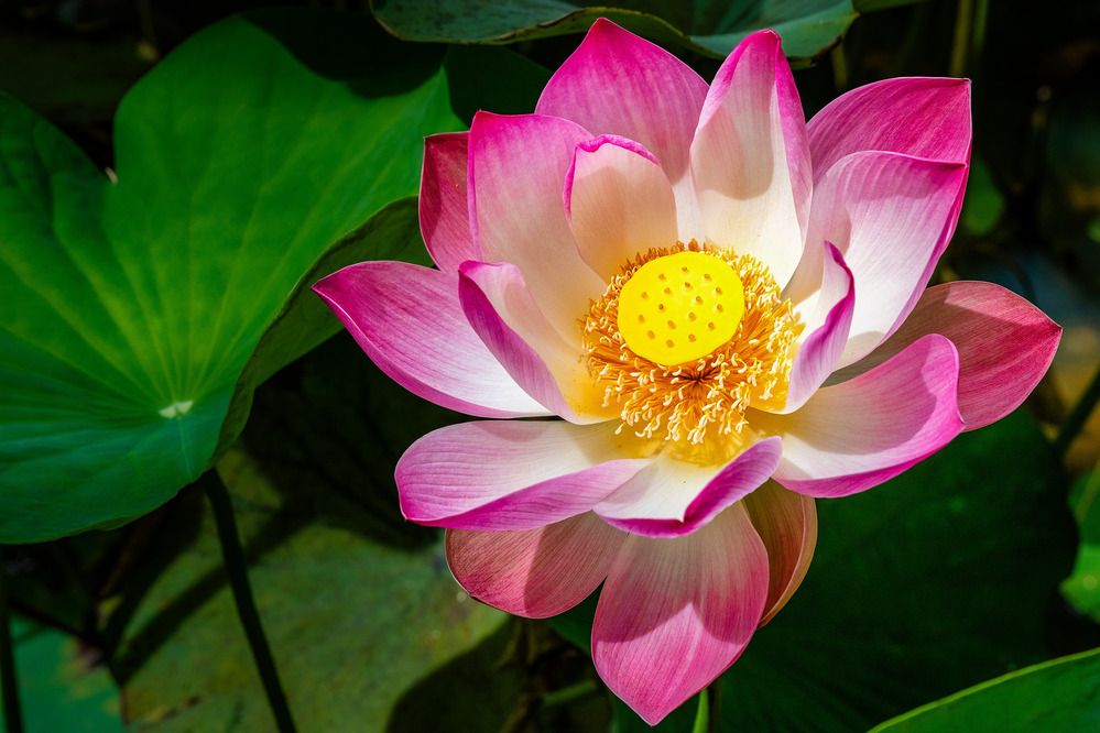 Photograph by Александър Каленски