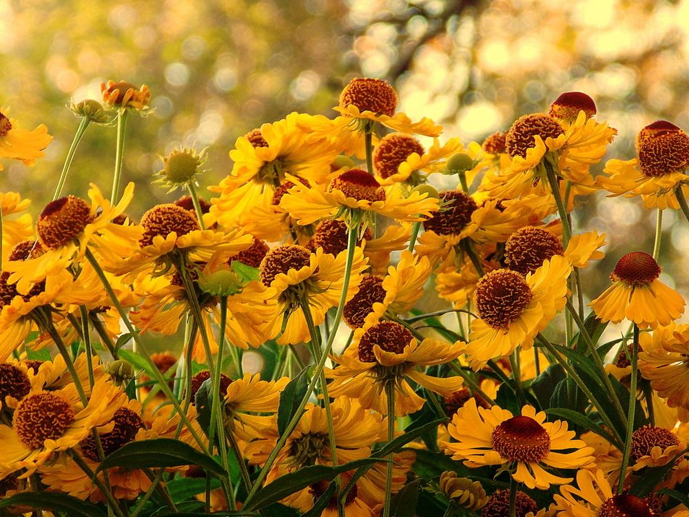 Август золотой