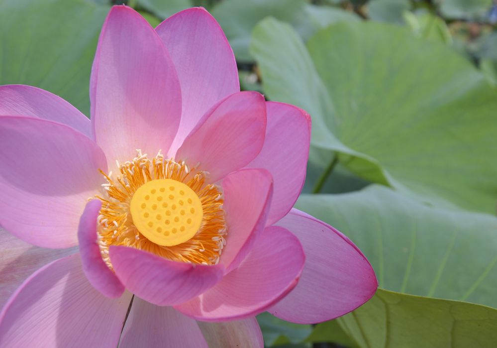 Photograph by Меркулова Наталья Геннадьевна