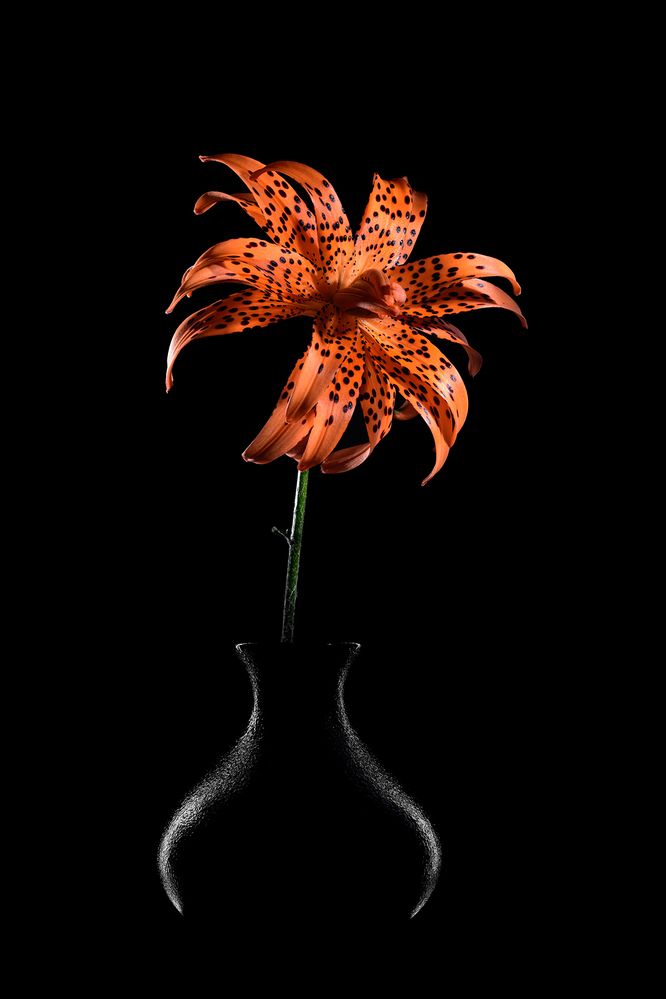 Тигровая лилия