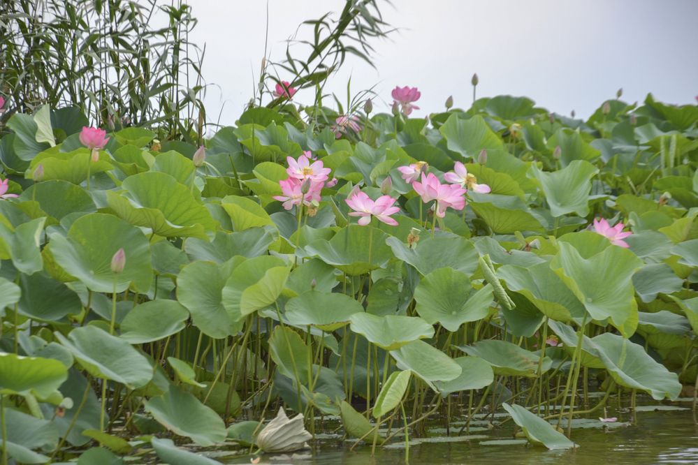 Photograph by Меркулова Наталья Геннадьевна