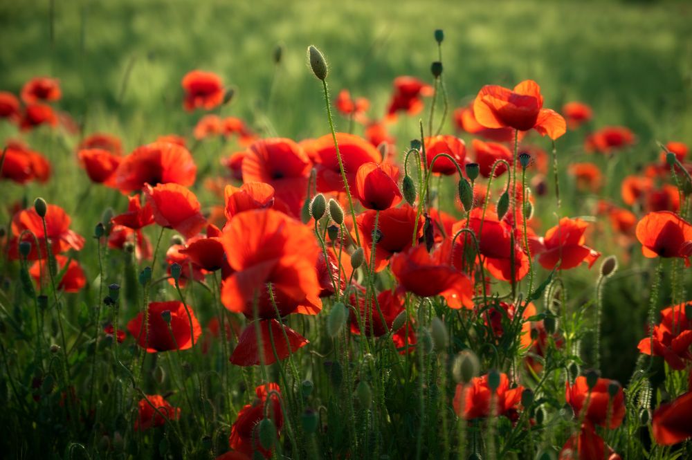 Photograph by Сергей Тихомиров