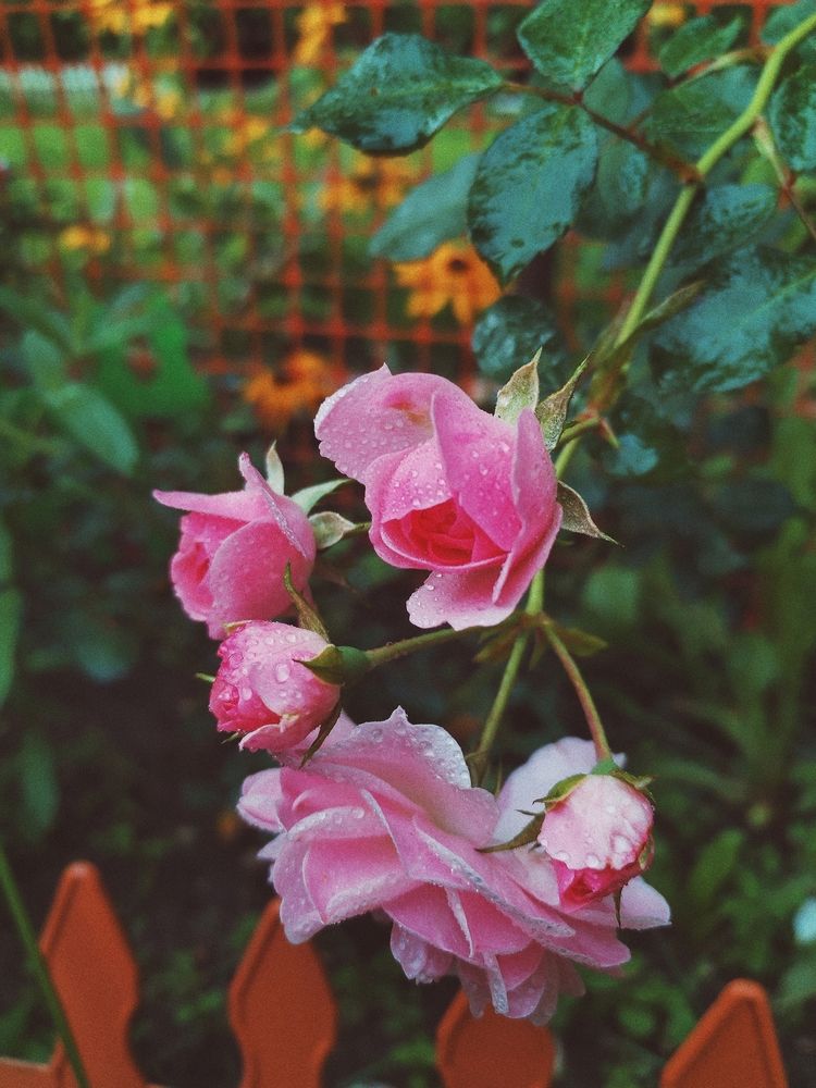 Photograph by Liudmila Pilets