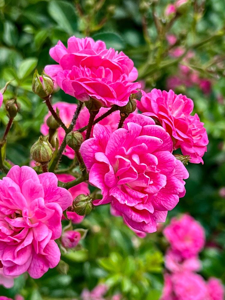 Photograph by Марина Нагичева