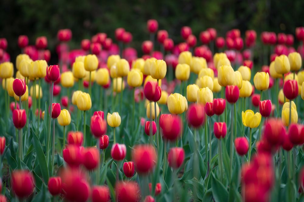 Photograph by Сергей Тихомиров