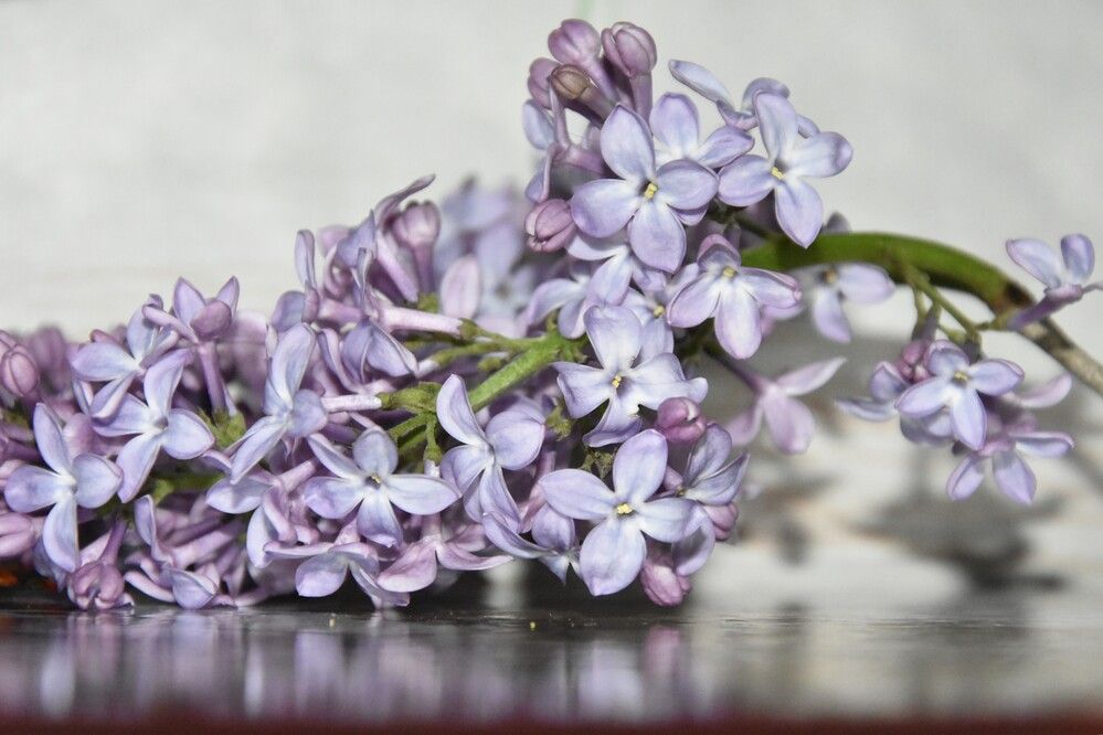 Photograph by Юлия Ю.