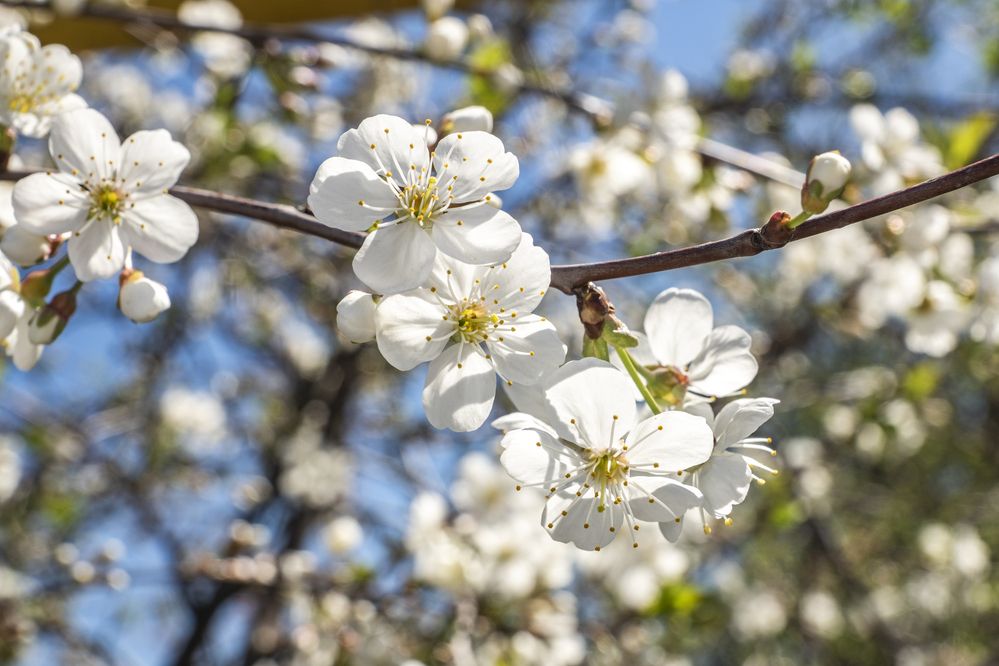 Photograph by Меркулова Наталья Геннадьевна
