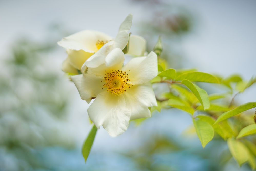 \"Светлое настроение\"