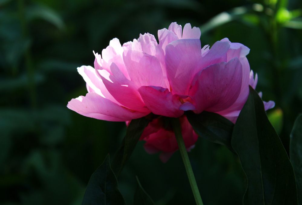 Photograph by Светлана Шубина