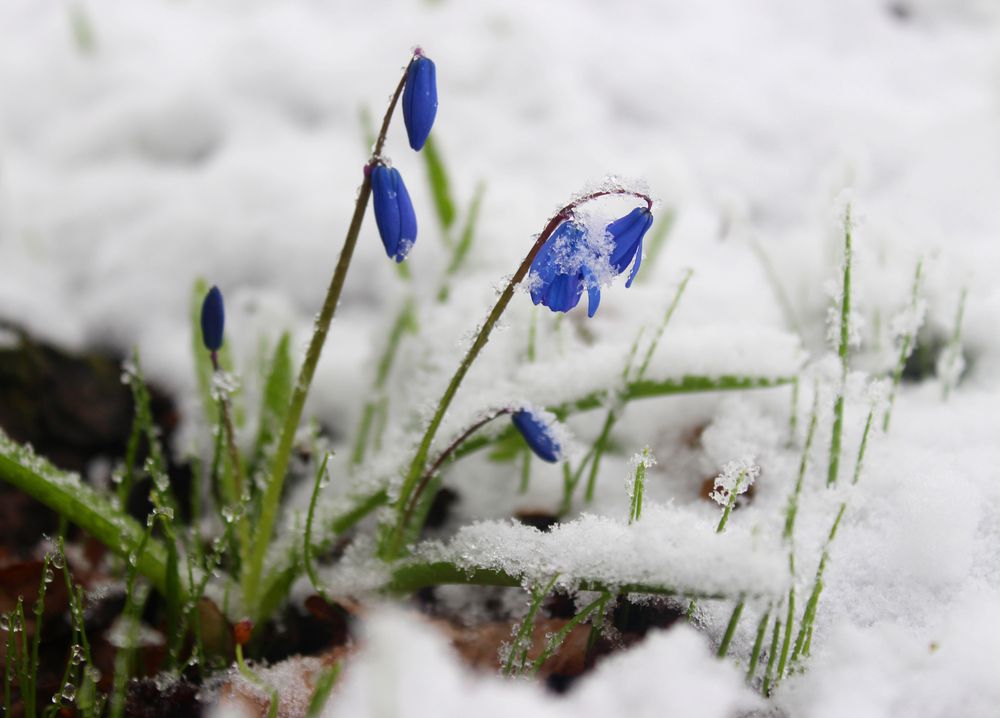 Photograph by Светлана Шубина