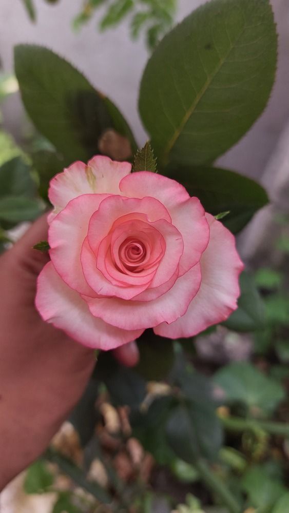 Photograph by Joymadhumitha S