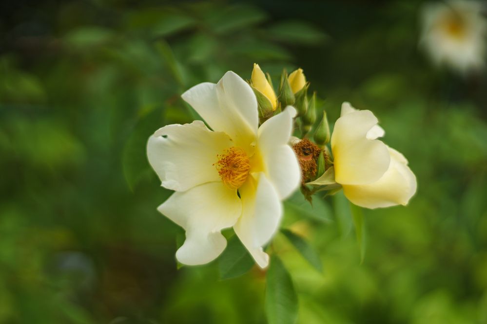 \"Весенние краски \"