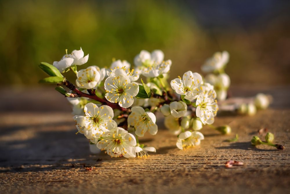 Весенние радости.