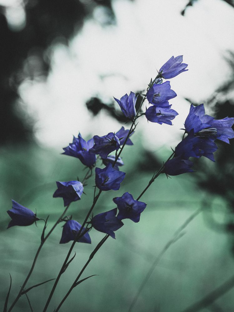 Photograph by Chelyshev Boris