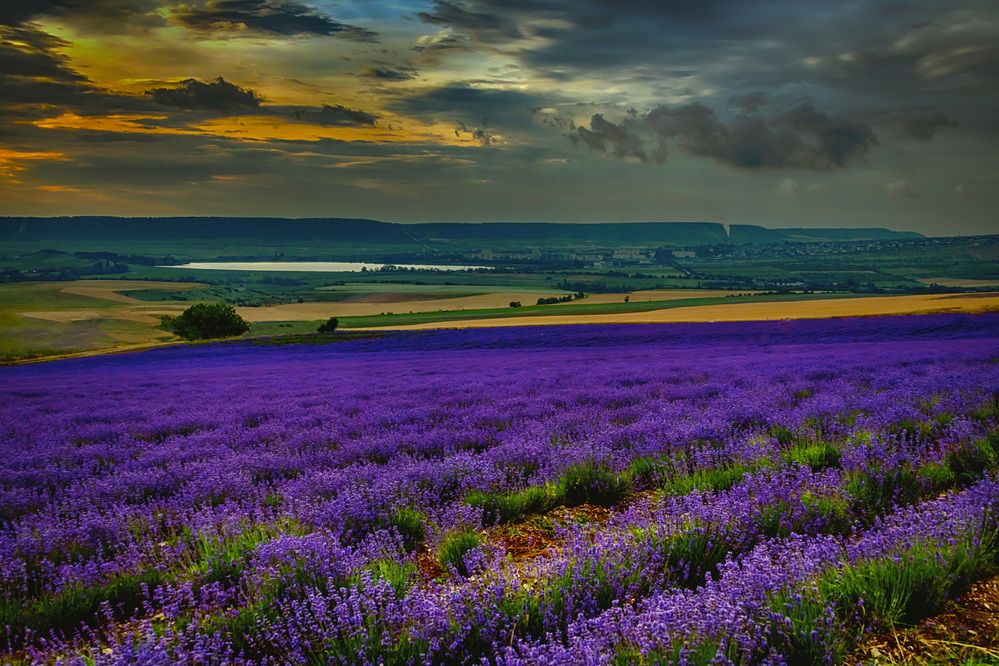 Вечер на лавандовом поле
