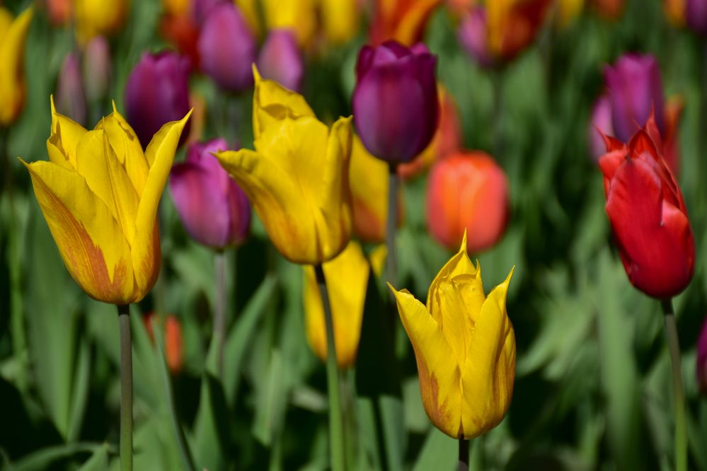 Разноцветные тюльпаны.