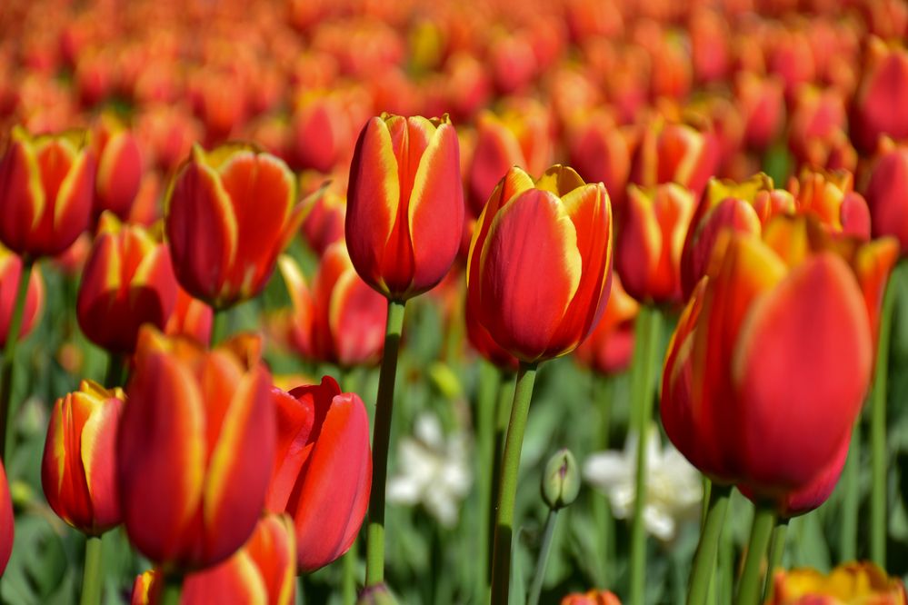 Красное море тюльпанов.