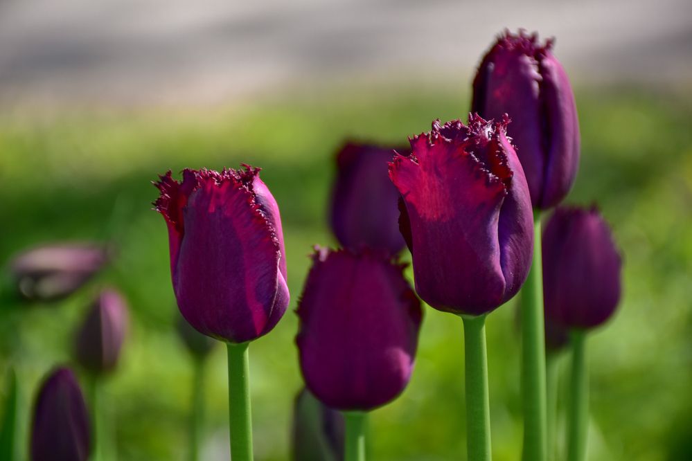 Фиолетовые тюльпаны.