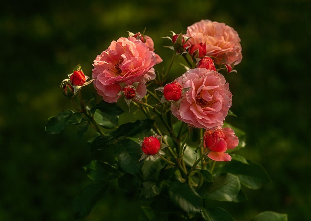 Photograph by Рюмина Ляля