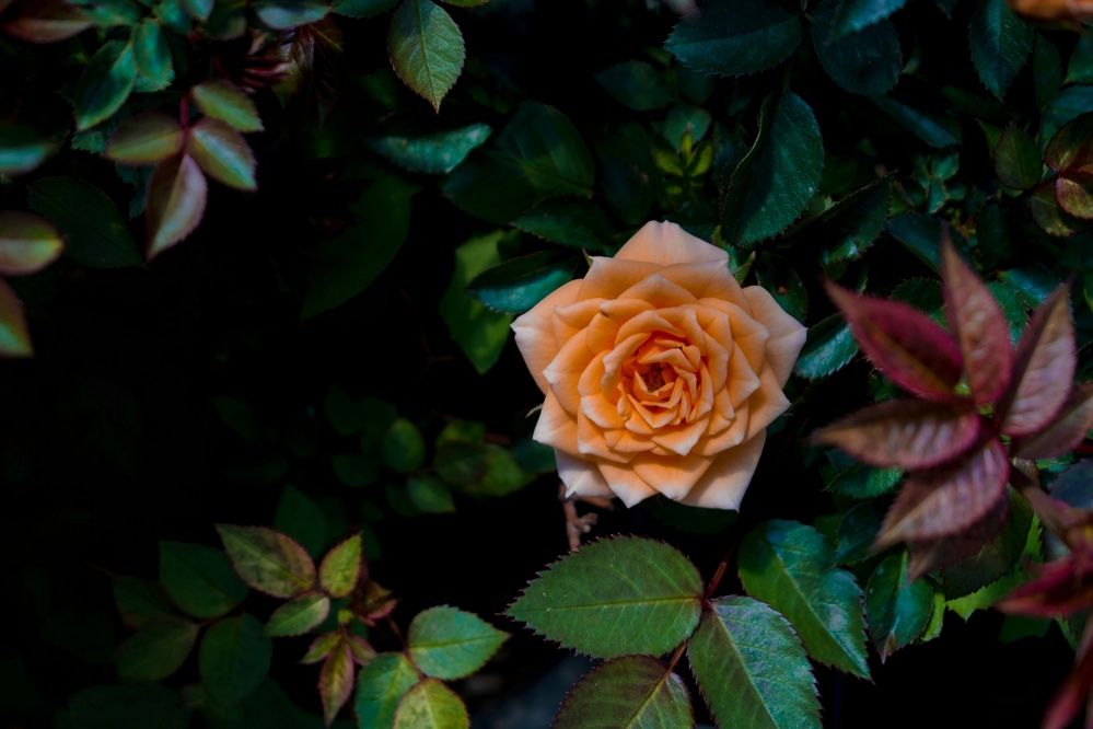 Photograph by zahra salardini