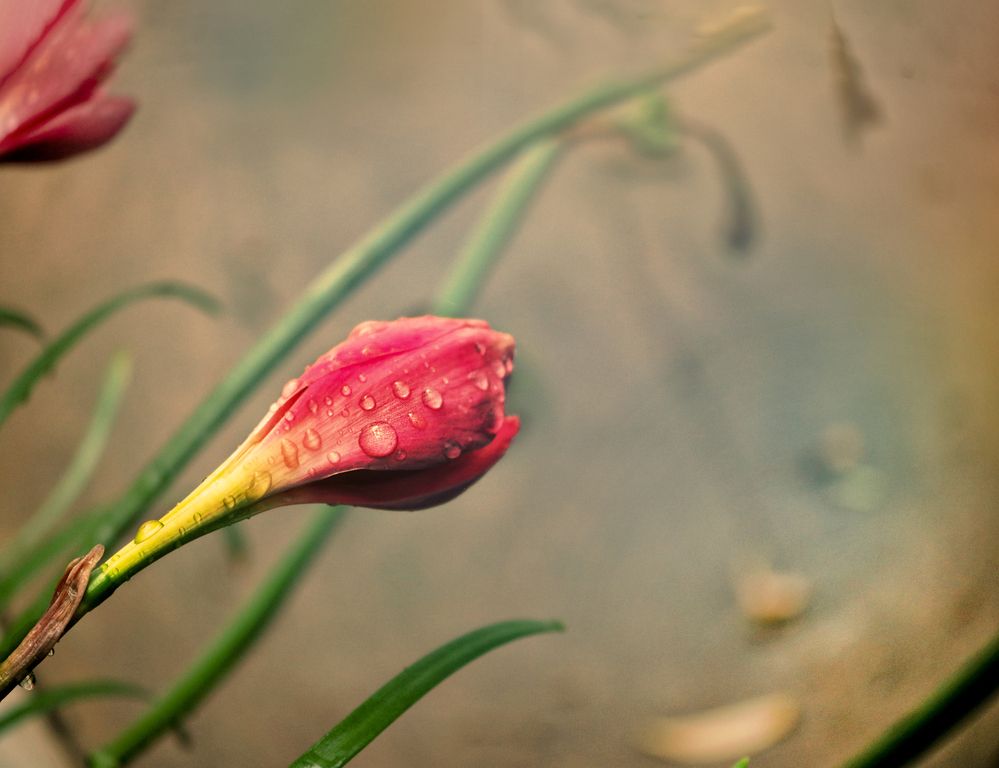 Photograph by Viviana García