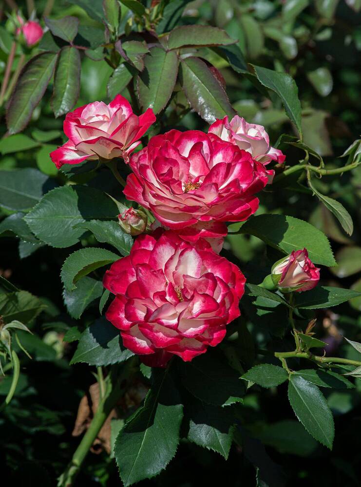 Photograph by Vladimir Arbesman