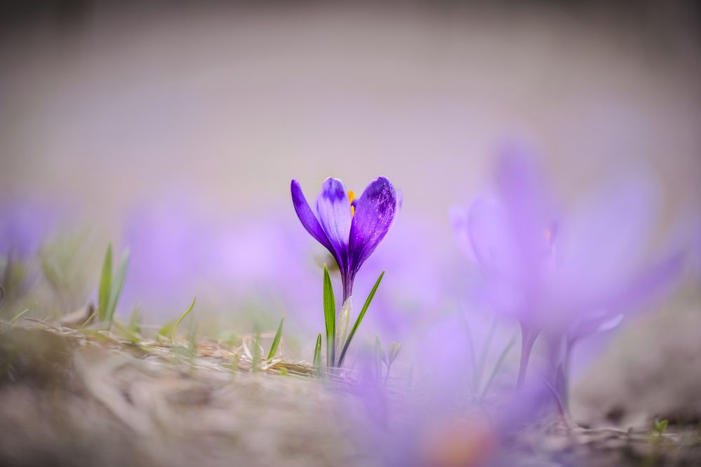 Photograph by Cosma Laura