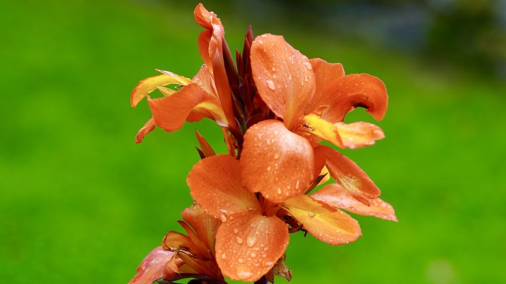 Photograph by Toomas Tõnisalu