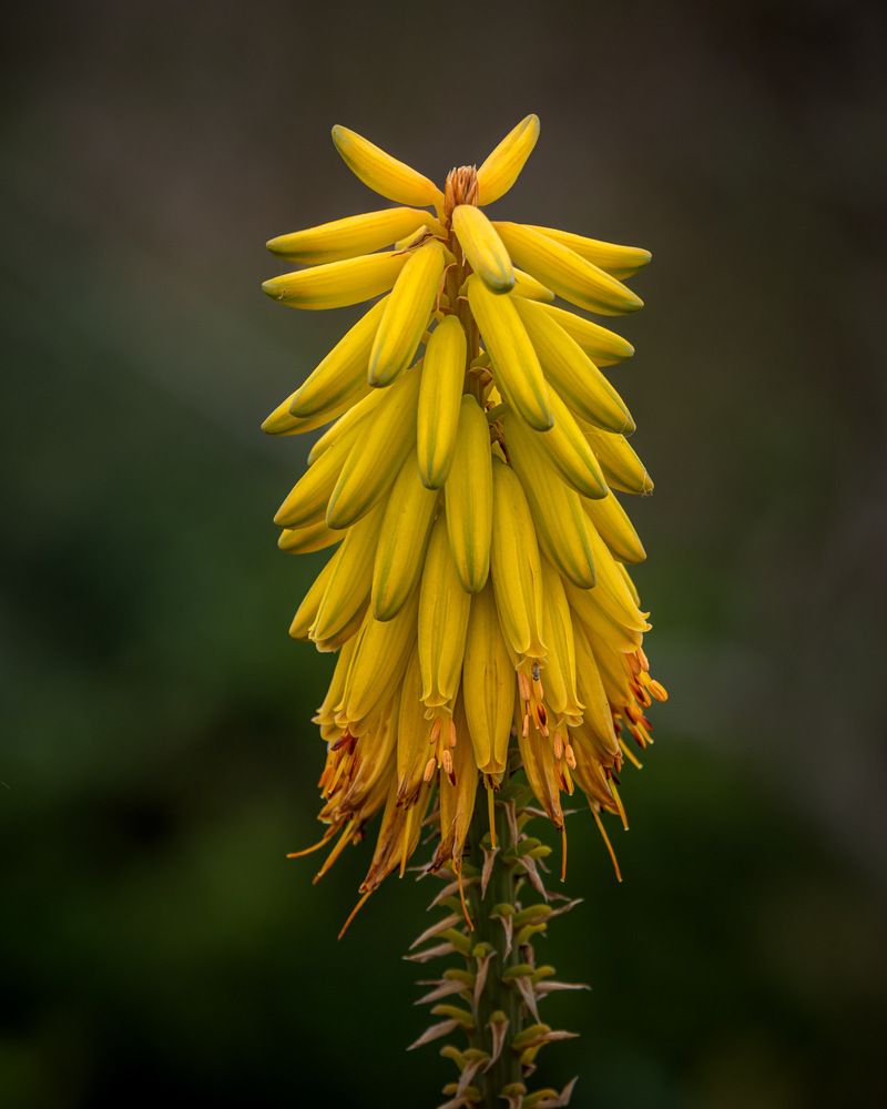 Photograph by Susie Castellano