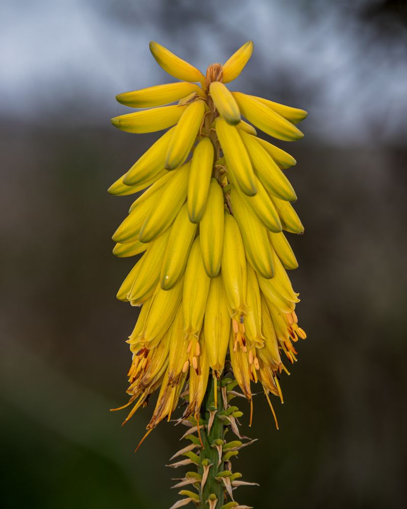 Photograph by Susie Castellano