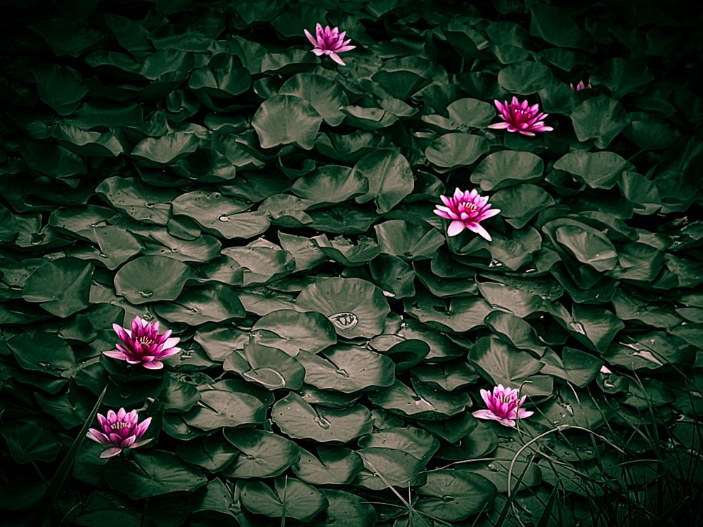 Photograph by Ivan Goshtanar