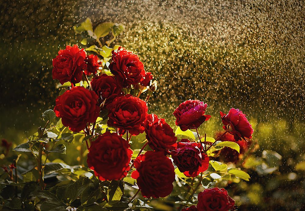 Photograph by MVO (Марк Орлов)