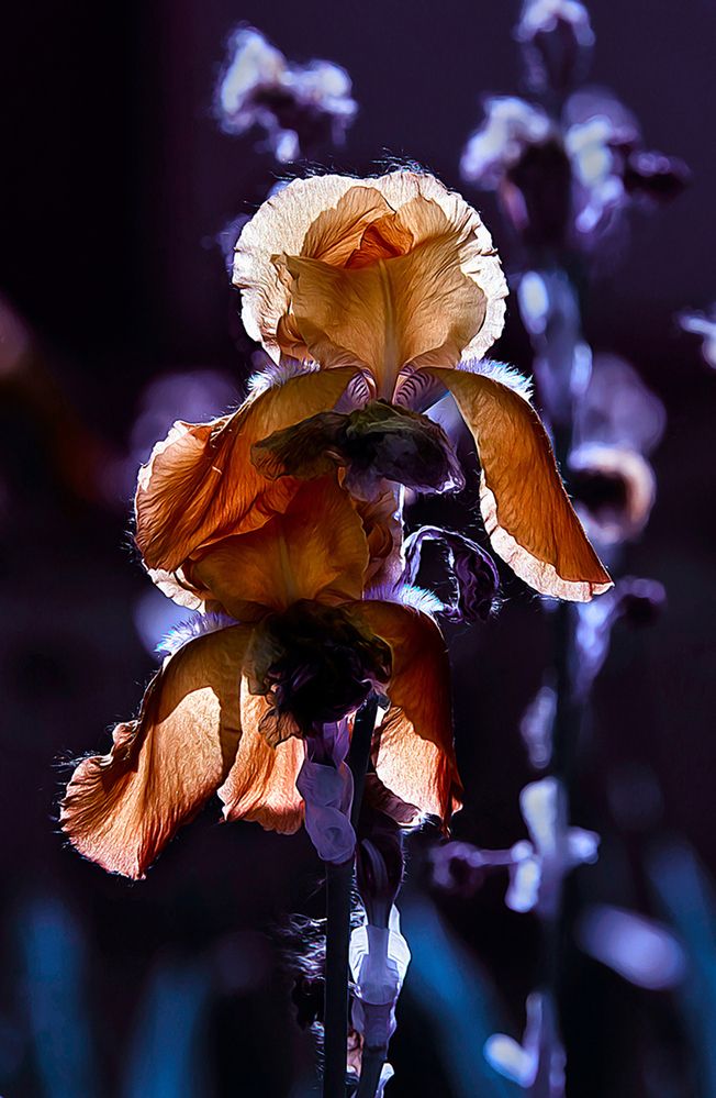 Photograph by MVO (Марк Орлов)