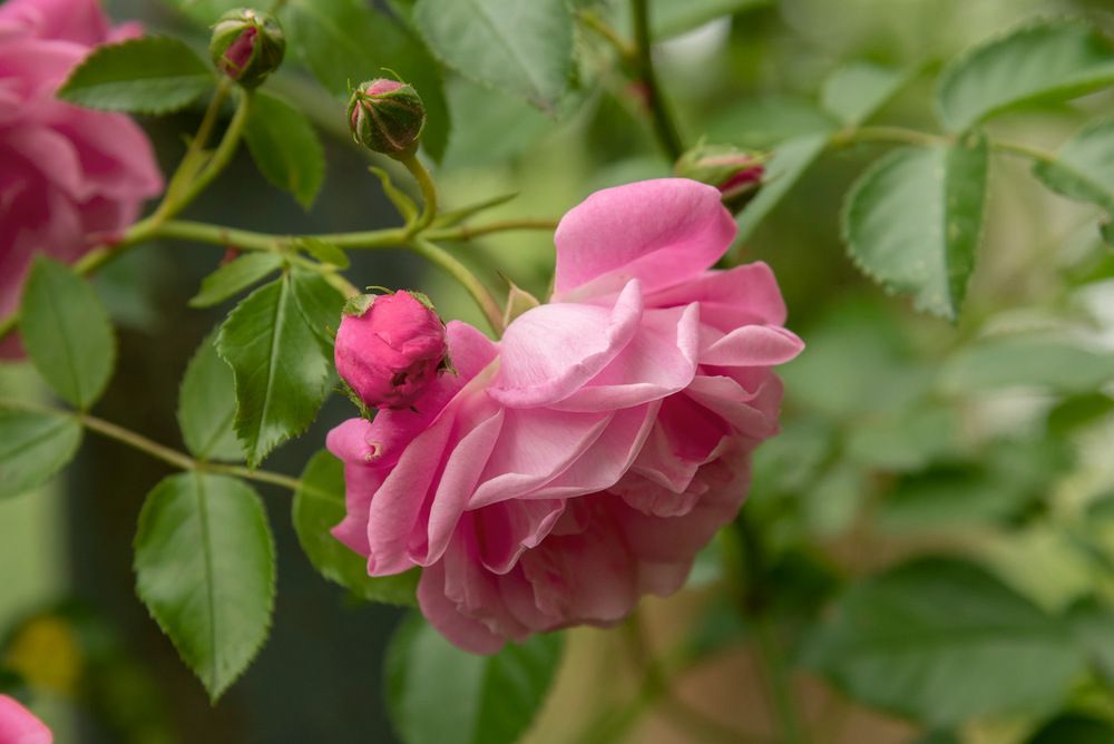 Photograph by Рюмина Ляля