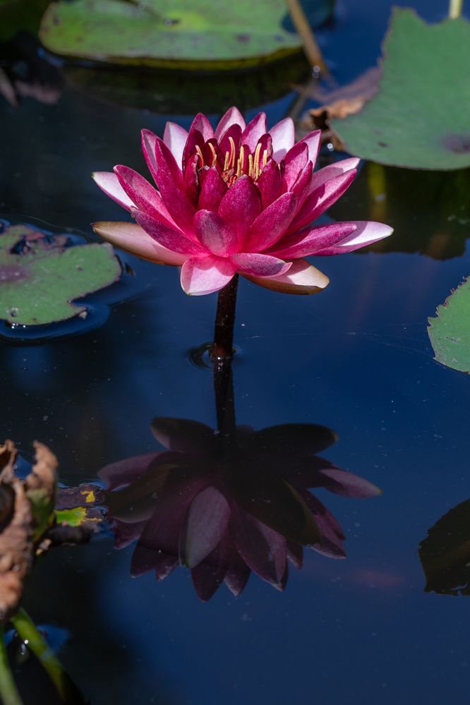 Photograph by Suzuki Ryuta