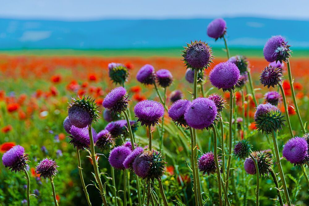 Посреди макового поля