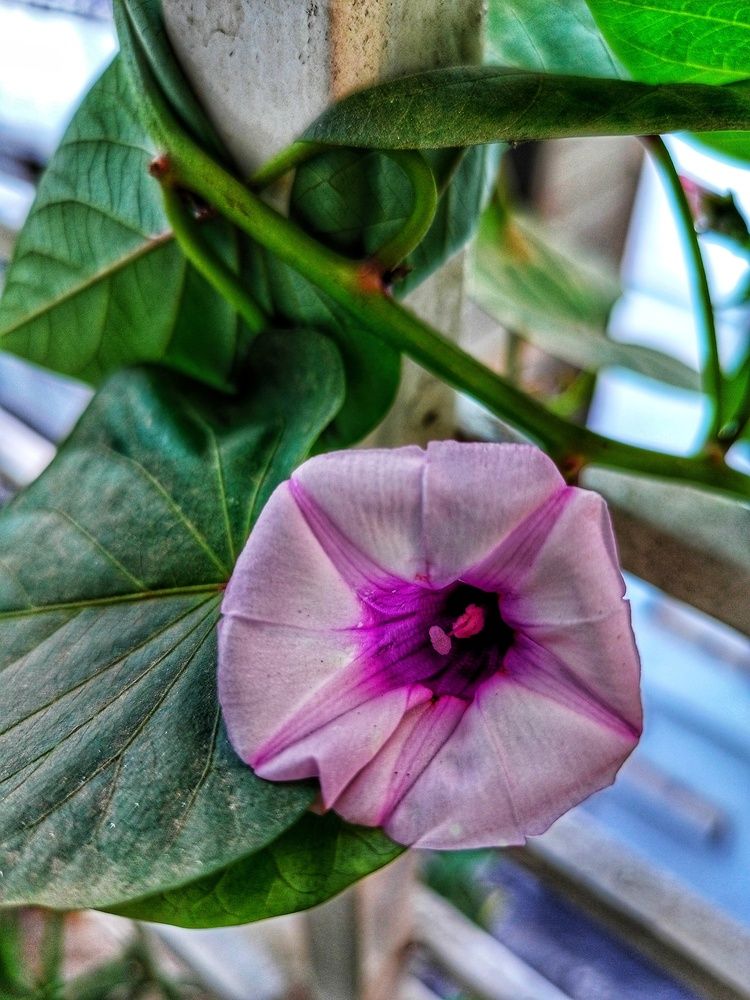 Photograph by S M Neaz Mahmud Anik