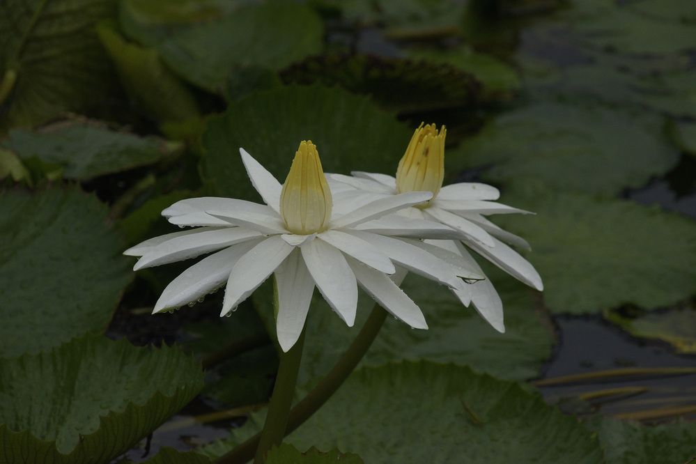 Photograph by Sudhakaran Kookiri