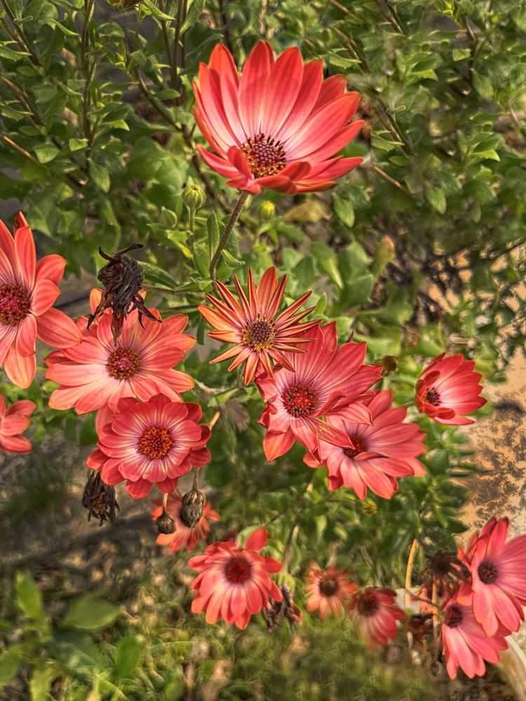 Photograph by Viviana García