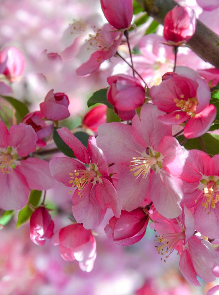 Цветы яблони