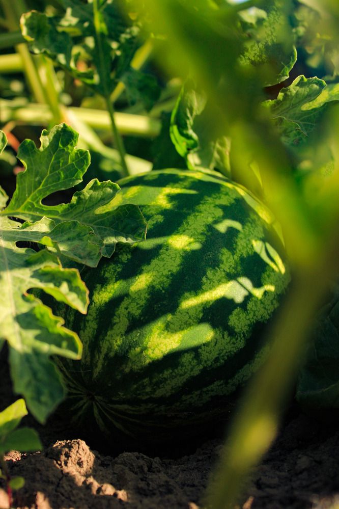 Photograph by Руслан Гордиенко