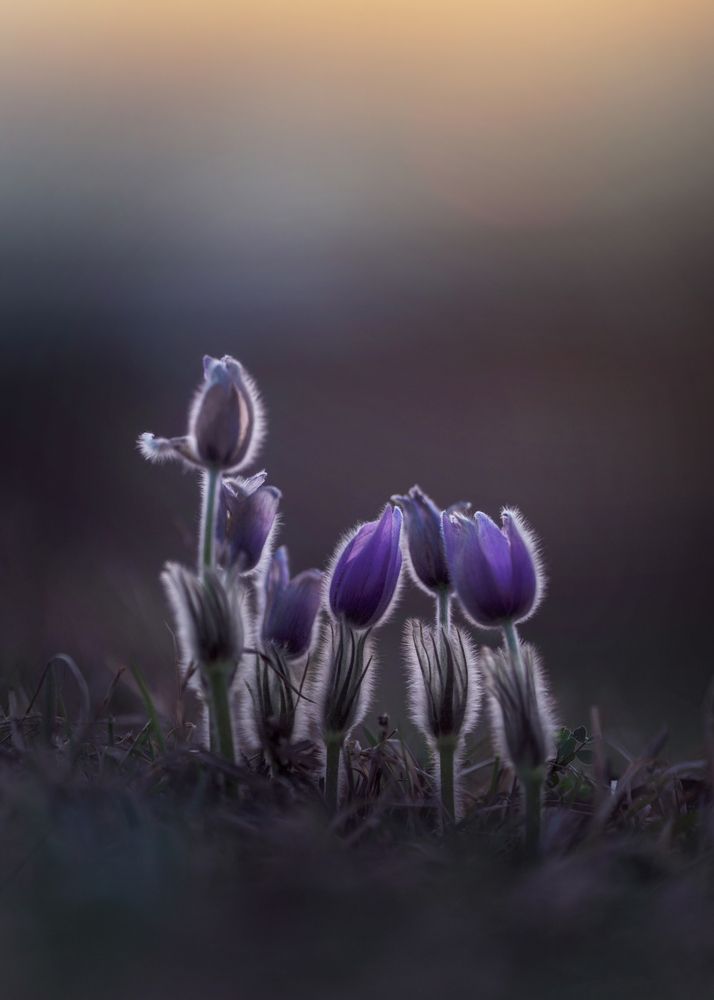 Photograph by Aurora Minna Kiss