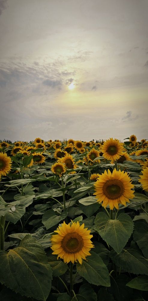 Photograph by Оксана Бессчетнова