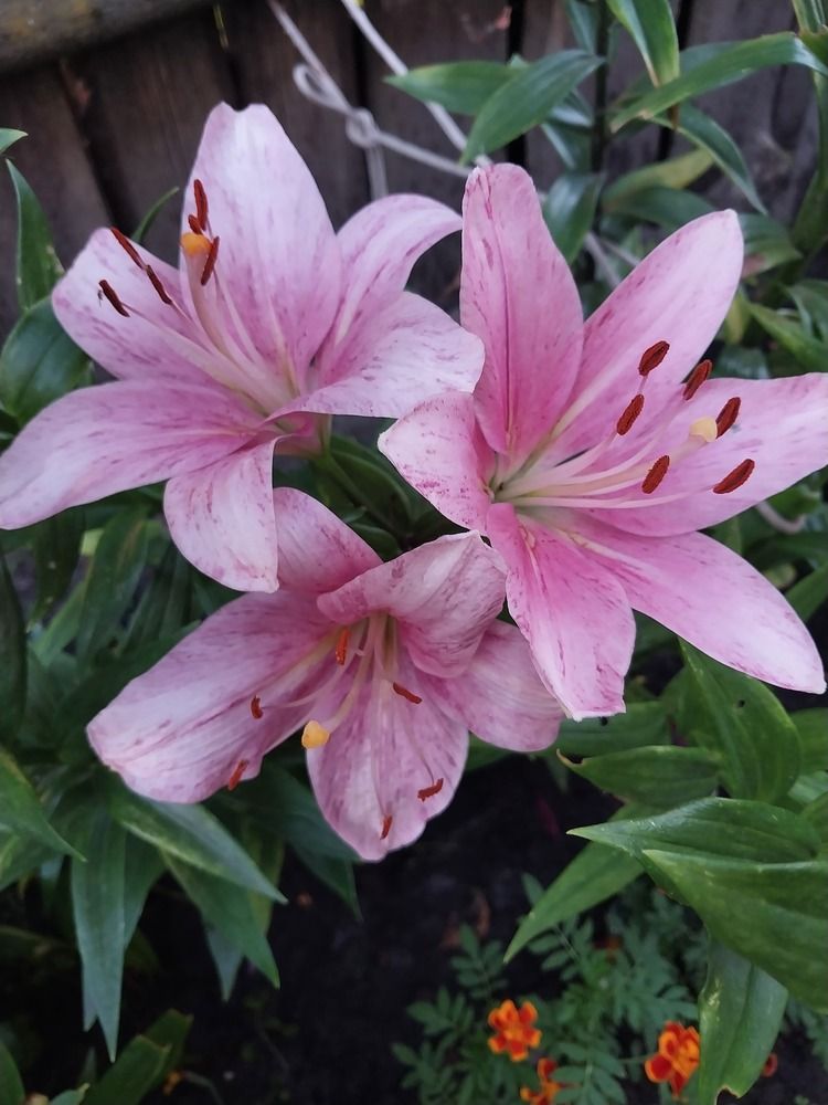 Photograph by Людмила Липаткина