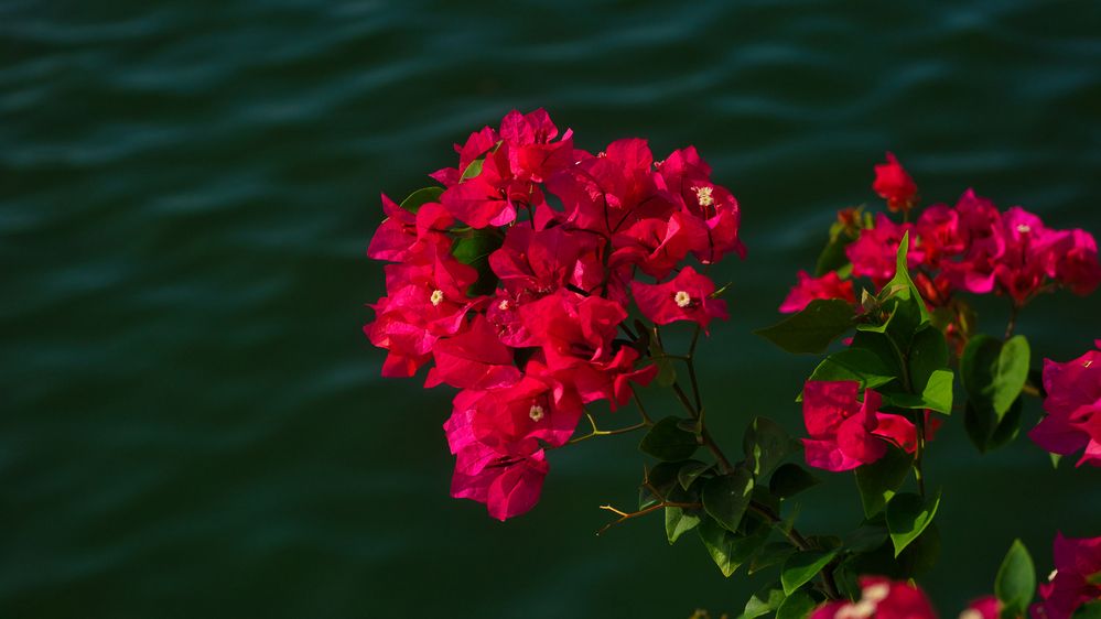 Фотография автора Nam Phạm