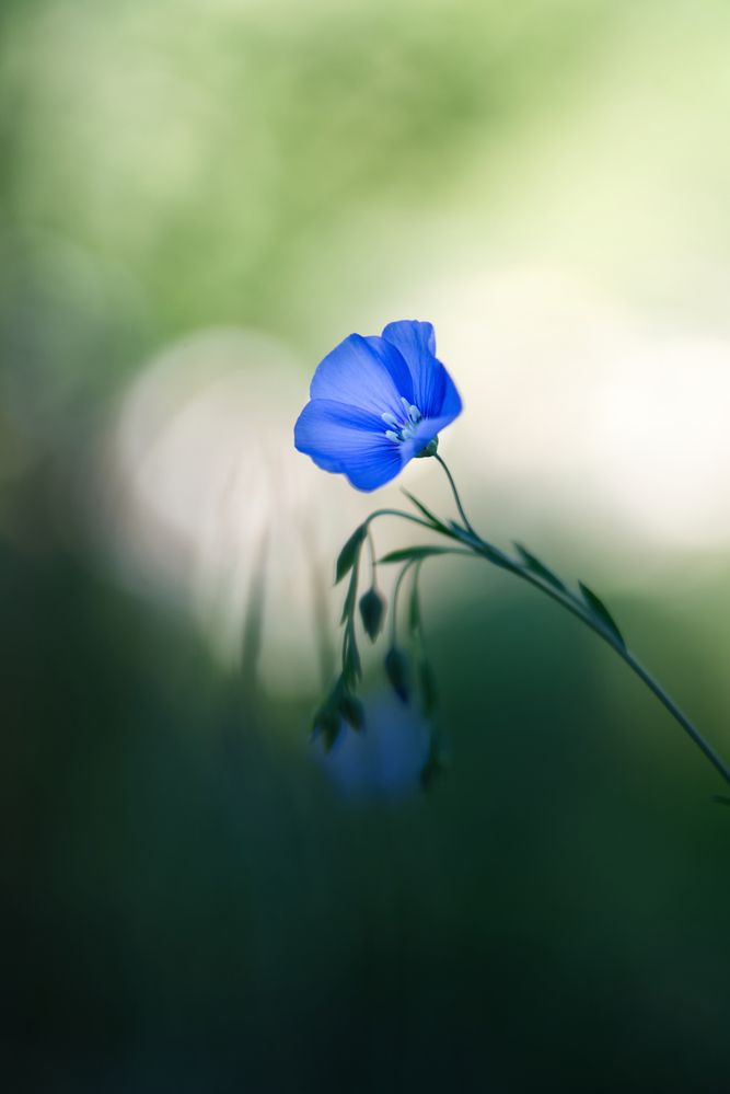 Photograph by FILIP BETKO