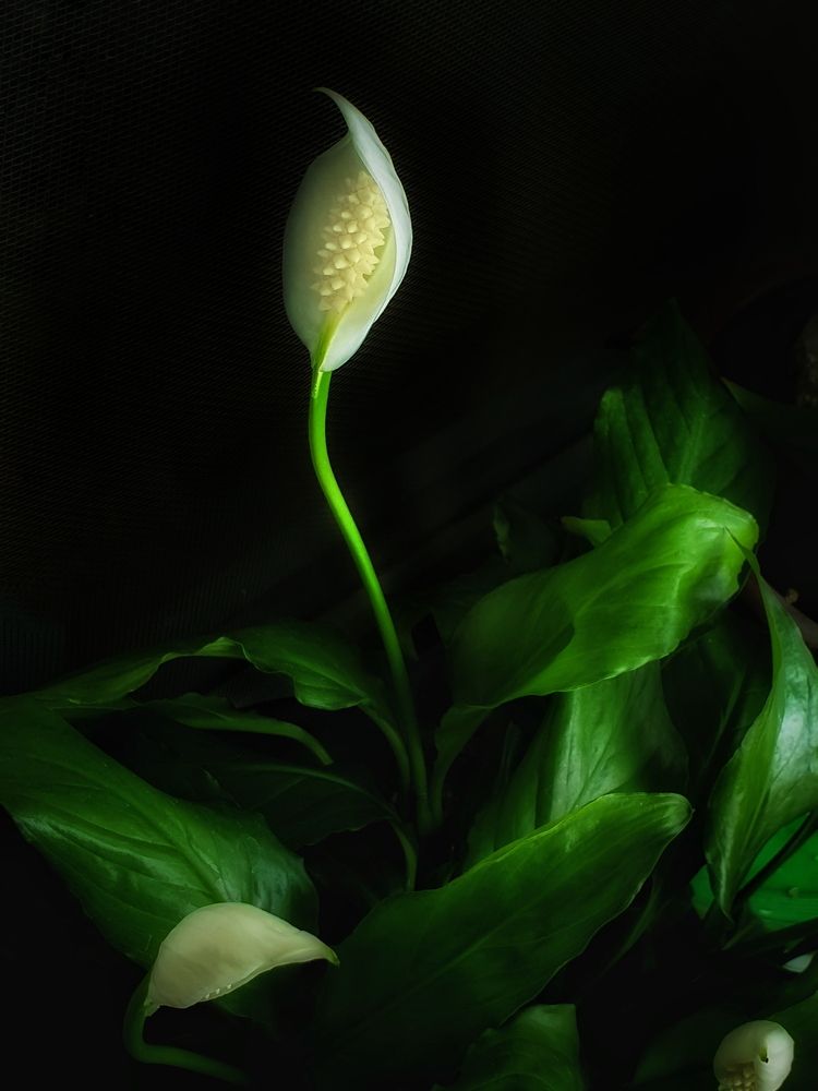 Photograph by Нина Москалёва