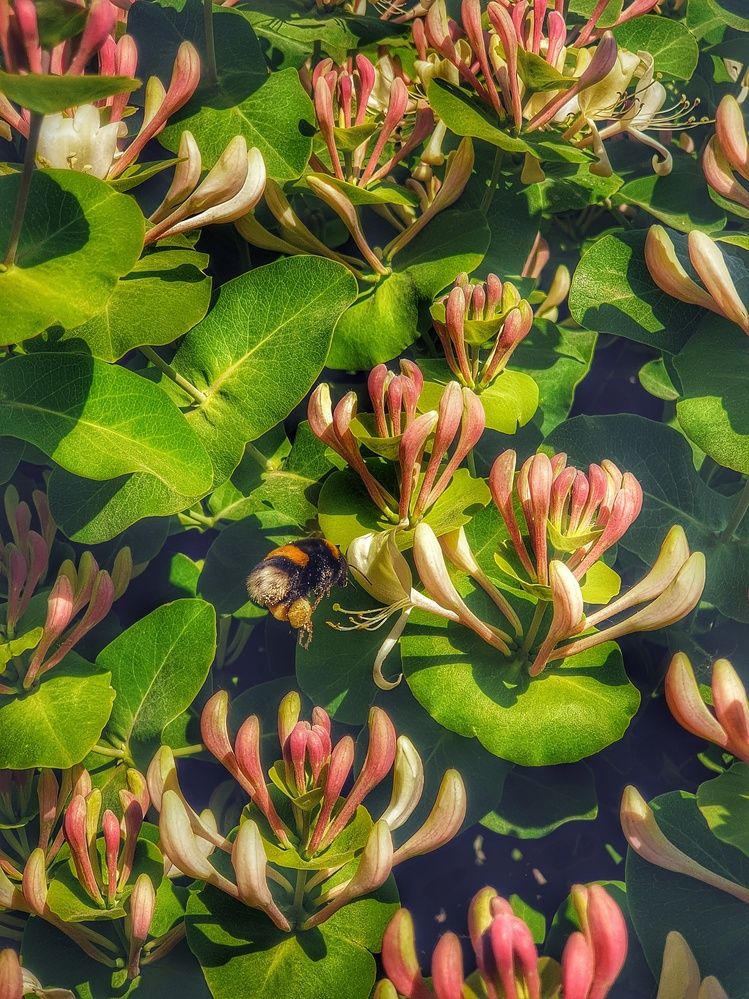 Цветы и попка шмеля