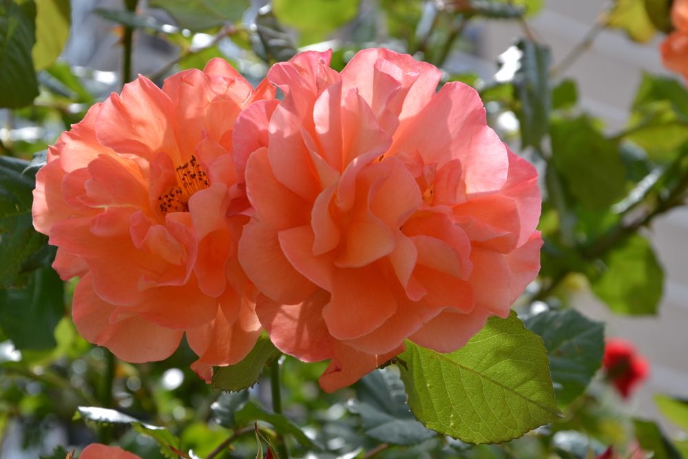 Photograph by Андрей Звездов