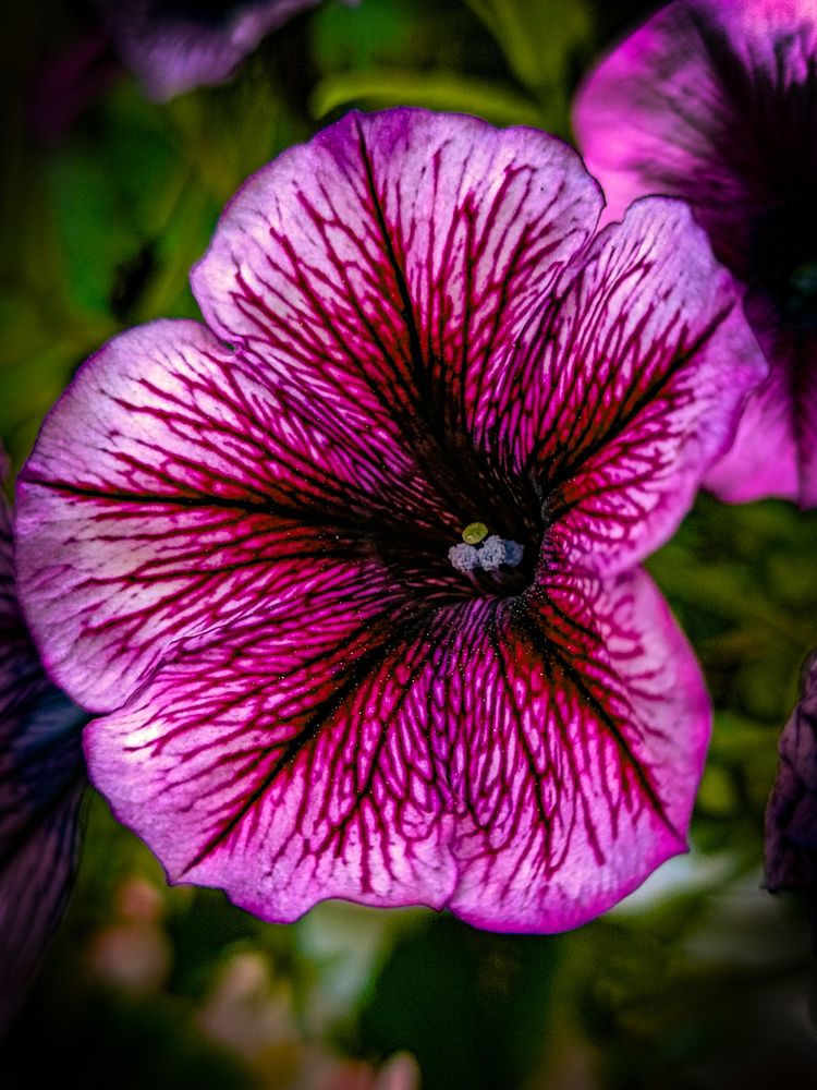 Photograph by Владимир Сушкин